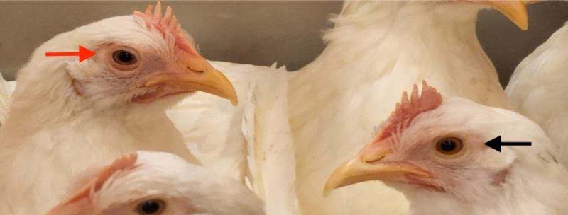Antimicrobial Therapy Options for Subclinical Mycoplasma Control in Poultry